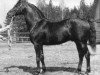 stallion Buket (Russian Warmblood, 1936, from Oscherelok)