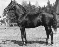 Deckhengst Buket (Russisches Warmblut, 1936, von Oscherelok)