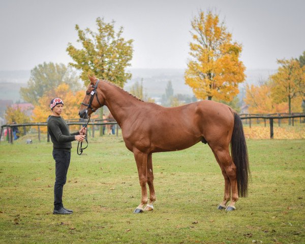 stallion Fons et Origo (Hungarian Warmblood, 2013, from For Feeling)