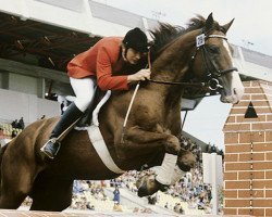 stallion Pincet (Budyonny, 1973, from Plombir)