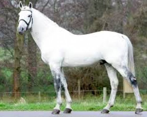 stallion Parco (Belgian Warmblood, 1992, from Darco)