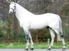 stallion Parco (Belgian Warmblood, 1992, from Darco)