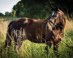 jumper Niveau's Negro (German Riding Pony, 2001, from Niveau)