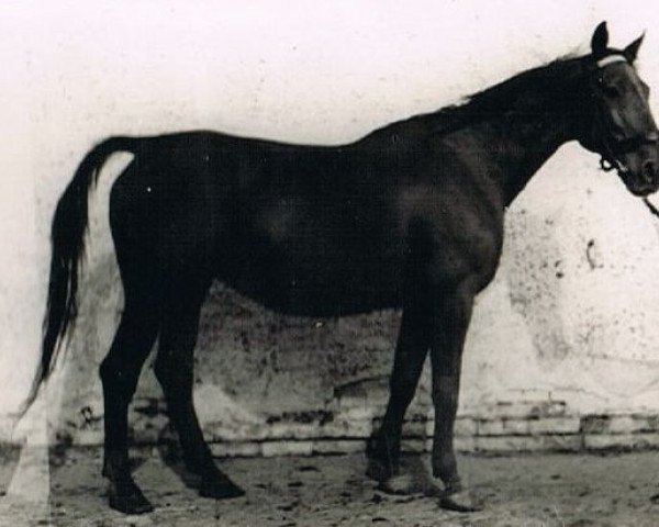 Zuchtstute Lidia (Trakehner, 1940)