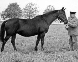 Zuchtstute Polare (Trakehner, 1924, von Waldjunker)