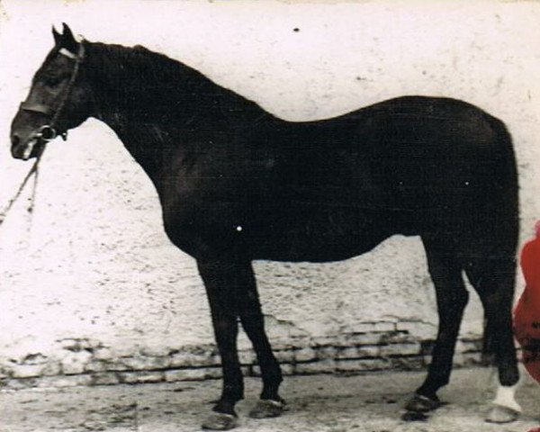 stallion Flötenspieler (Hanoverian, 1941, from Polarstern)