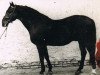 stallion Flötenspieler (Hanoverian, 1941, from Polarstern)