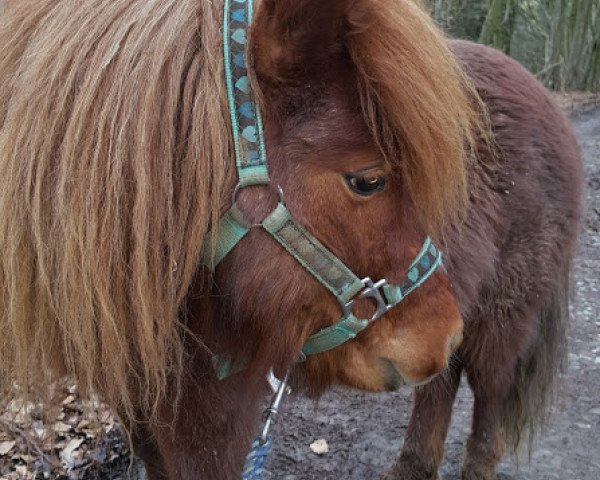 horse Little Peanut (Shetland Pony, 2013, from Sietse van Vries)