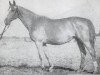 broodmare Diagnoza (Great Poland (wielkopolska), 1951, from Königsaar)