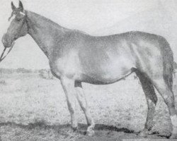 broodmare Diagnoza (Great Poland (wielkopolska), 1951, from Königsaar)