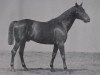 stallion Fuerstenberg (Trakehner, 1878, from Ambos)