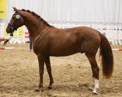 Pferd Damiani (Deutsches Reitpony, 2015, von Dance Star AT)