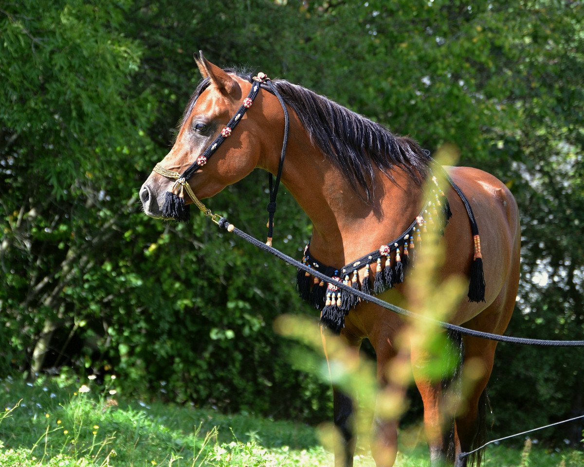 stallion Nabir Shadi (Arabian purebred, 2014, from Nabeel al Khaled EAO)