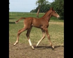 jumper Laxa (German Warmblood, 2017, from Aganix du Seigneur)