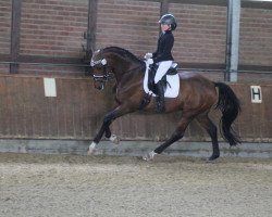 dressage horse Fundance (Westphalian, 2003, from Fürst Piccolo)