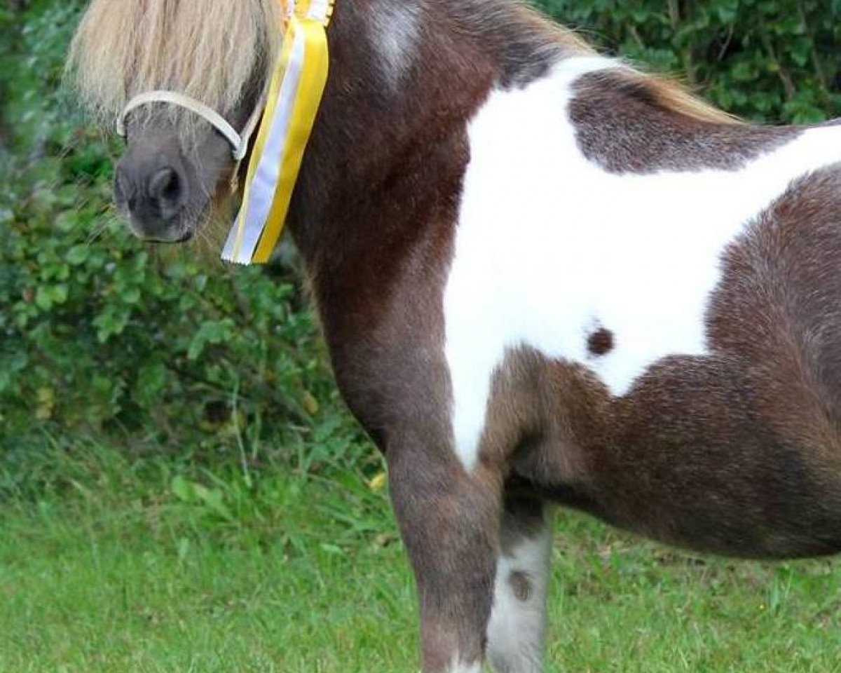 Zuchtstute Princess Christin B (Shetland Pony (unter 87 cm), 2009, von Gustav B)