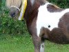 broodmare Princess Christin B (Shetland pony (under 87 cm), 2009, from Gustav B)