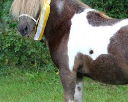 broodmare Princess Christin B (Shetland pony (under 87 cm), 2009, from Gustav B)