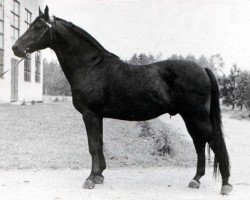 stallion Step (Great Poland (wielkopolska), 1961, from Akcjonariusz)