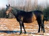 broodmare Konvalija (Russian Trakehner, 1984, from Lefeber xx)