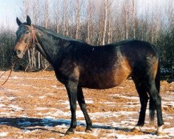 Zuchtstute Konvalija (Russisch Trakehner, 1984, von Lefeber xx)