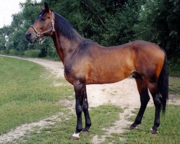 stallion Egejus (Trakehner, 1991, from Wolteras)