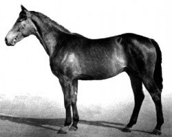 stallion Wolteras (Russian Trakehner, 1987, from Forpost 13)