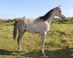 horse Hengst Asil Araber (Arabian, 2016)