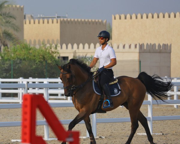 horse Abu Dhabi (KWPN (Royal Dutch Sporthorse), 2009, from Lucky Boy)