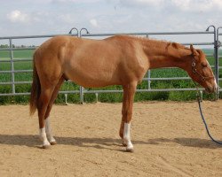 Pferd LDR Guns Revolution (Quarter Horse, 2016, von Guns Of Enterprise)