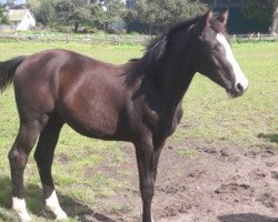 jumper Count Ebony II (Holsteiner, 2017, from Casall Ask)