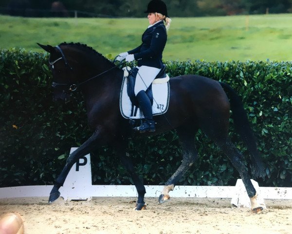dressage horse Diva Spezial (Westphalian, 2012, from Dr Doolittle 45)