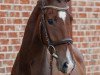 dressage horse Donaufalke F.S. (Trakehner, 2014, from Freudenfest)