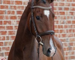 dressage horse Donaufalke F.S. (Trakehner, 2014, from Freudenfest)