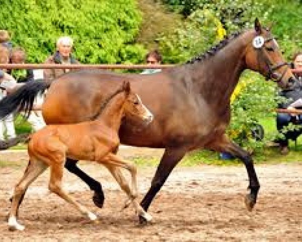 Zuchtstute Donauopal (Trakehner, 2005, von Patmos)