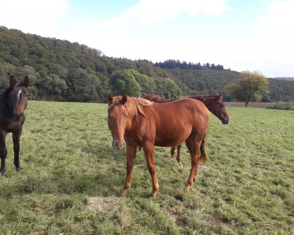 dressage horse Larry (Hanoverian, 2016, from Lauscher)