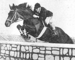 Deckhengst Forpost 13 (Russisch Trakehner, 1978, von Faraon xx)