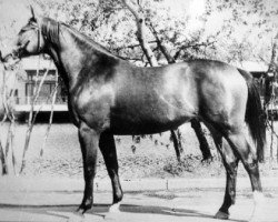 broodmare Pregrada (Trakehner, 1965, from Gluchar)