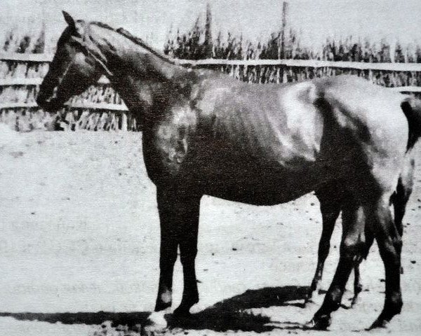 Zuchtstute Omega-285 (Trakehner, 1942)