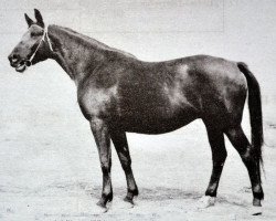 Zuchtstute Poljana (Russisch Trakehner, 1959, von Piligrim)