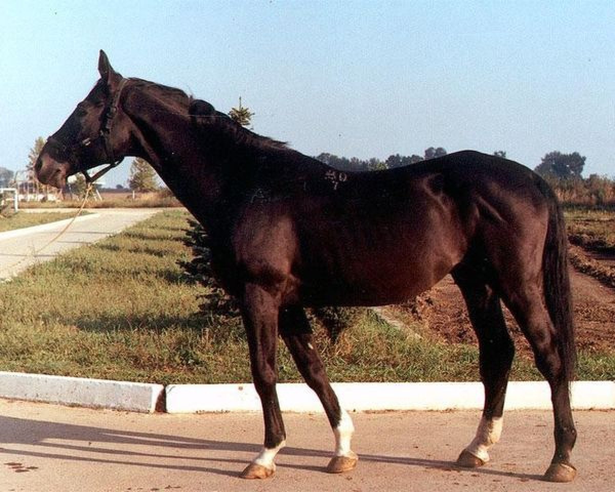 Deckhengst Sapad (Russisch Trakehner, 1981, von Prospekt)