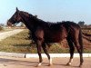 stallion Sapad (Russian Trakehner, 1981, from Prospekt)