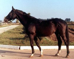 Deckhengst Sapad (Russisch Trakehner, 1981, von Prospekt)