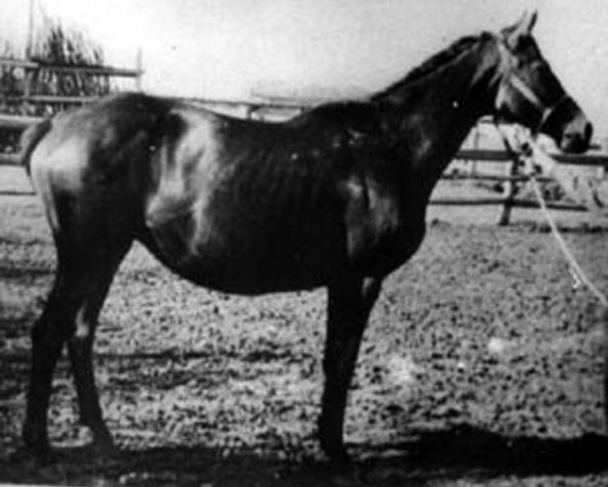 Zuchtstute Spravka (Trakehner, 1945, von Creon 4035)