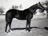 stallion Prospekt (Russian Trakehner, 1961, from Piligrim)