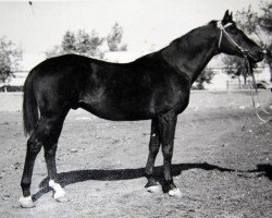 Deckhengst Prospekt (Russisch Trakehner, 1961, von Piligrim)