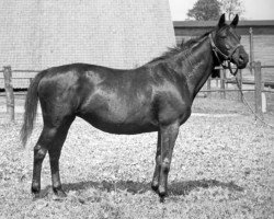 broodmare Coralle (Trakehner, 1920, from Musterknabe)