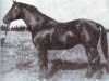stallion Cornut (Trakehner, 1937, from Ararad)
