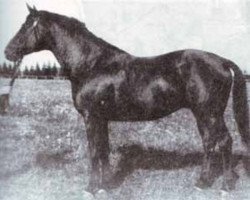 stallion Cornut (Trakehner, 1937, from Ararad)