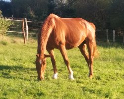 broodmare Worldlady G (Westphalian, 1999, from World Magic)